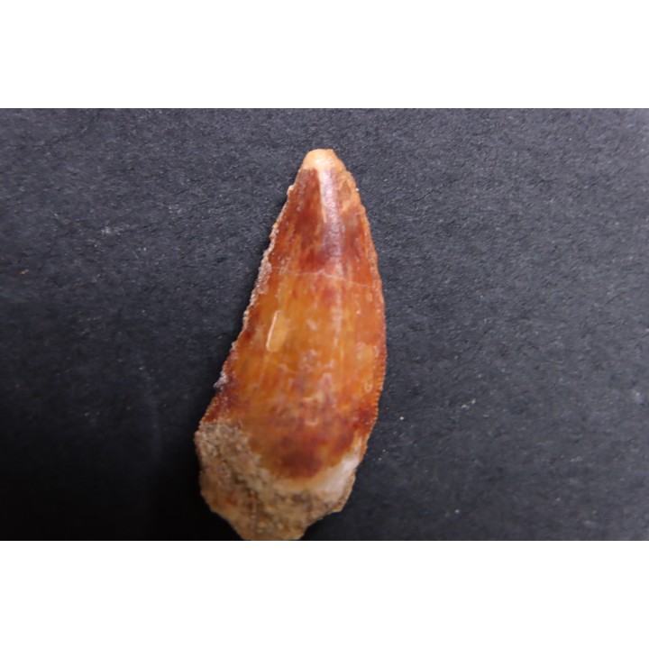 dent de dinosaure DELTADROMEUS AGILIS