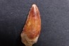 dent de dinosaure DELTADROMEUS AGILIS