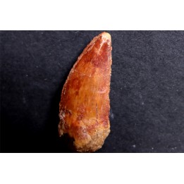 dinosaur tooth DELTADROMEUS AGILIS
