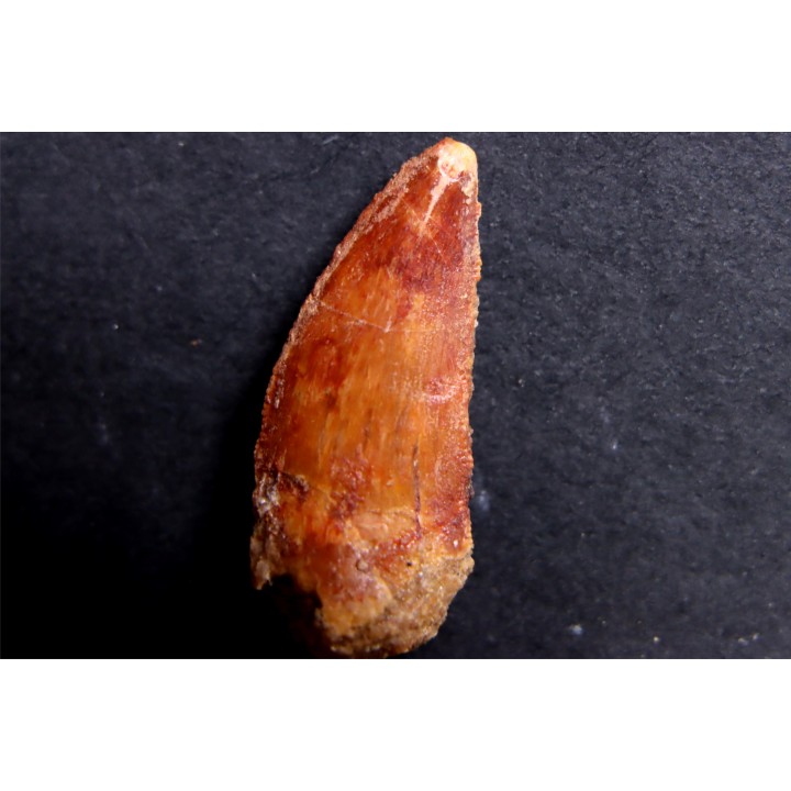 dent de dinosaure DELTADROMEUS AGILIS
