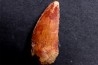 dent de dinosaure DELTADROMEUS AGILIS