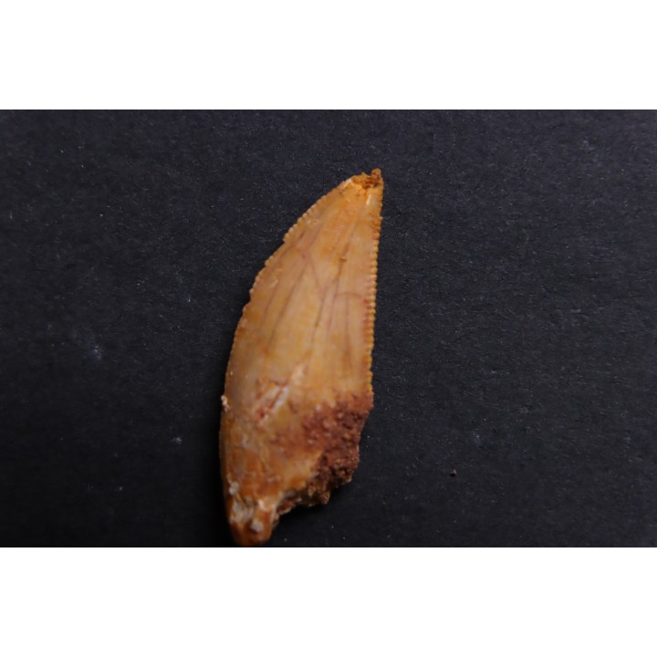 dinosaur tooth DELTADROMEUS AGILIS