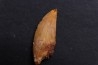 dinosaur tooth DELTADROMEUS AGILIS