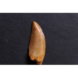 dinosaur tooth DELTADROMEUS AGILIS