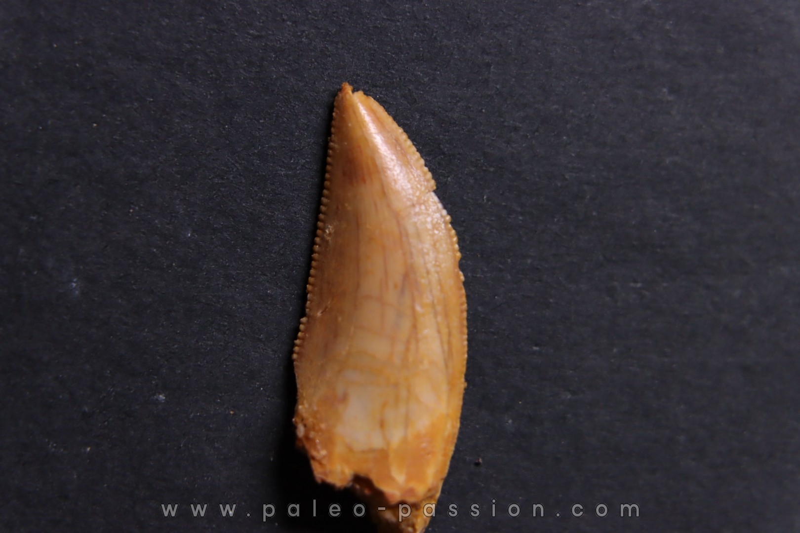 dinosaur tooth DELTADROMEUS AGILIS