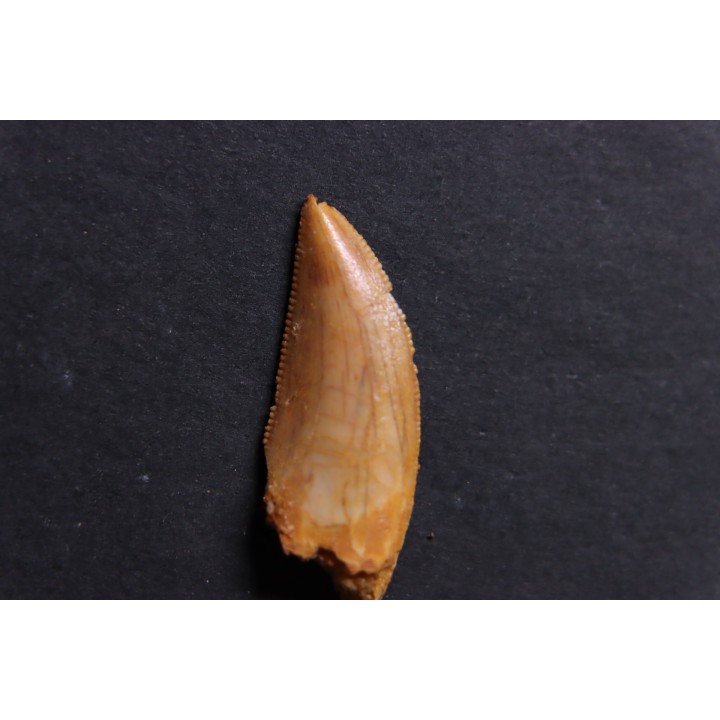 dinosaur tooth DELTADROMEUS AGILIS