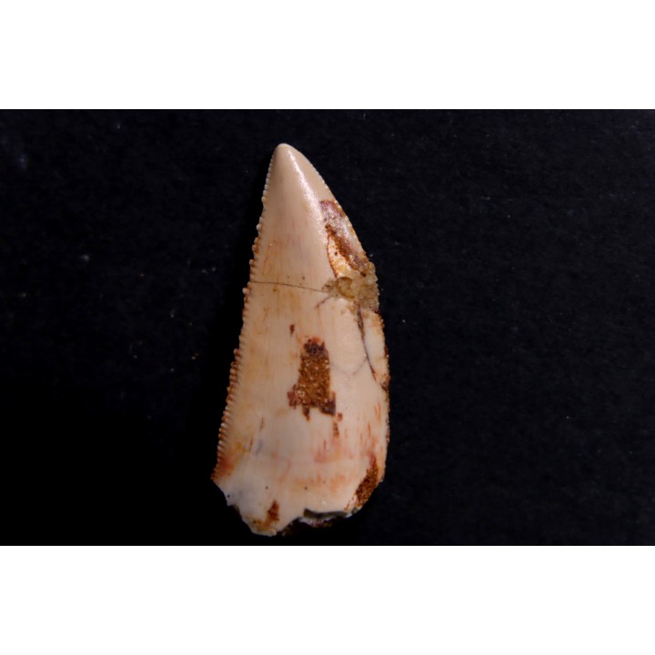 dent de dinosaure DELTADROMEUS AGILIS