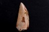 dent de dinosaure DELTADROMEUS AGILIS