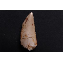 dinosaur tooth DELTADROMEUS AGILIS