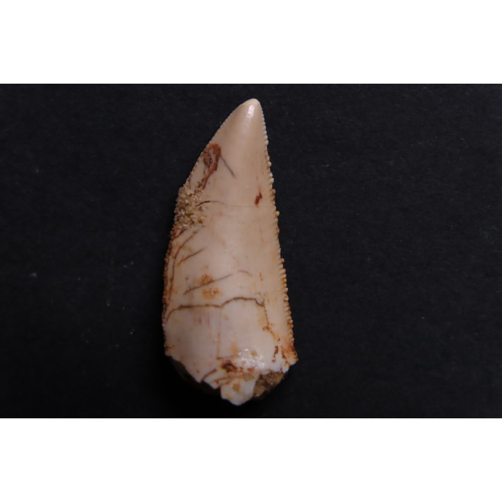 dent de dinosaure DELTADROMEUS AGILIS