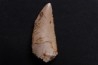 dent de dinosaure DELTADROMEUS AGILIS