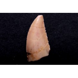 dinosaur tooth DELTADROMEUS AGILIS