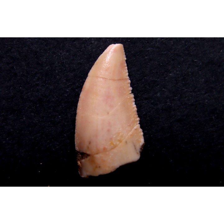 dinosaur tooth DELTADROMEUS AGILIS