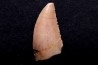 dinosaur tooth DELTADROMEUS AGILIS