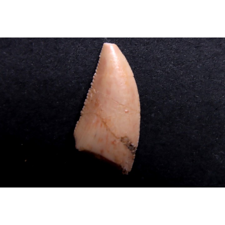 dinosaur tooth DELTADROMEUS AGILIS