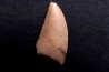 dinosaur tooth DELTADROMEUS AGILIS