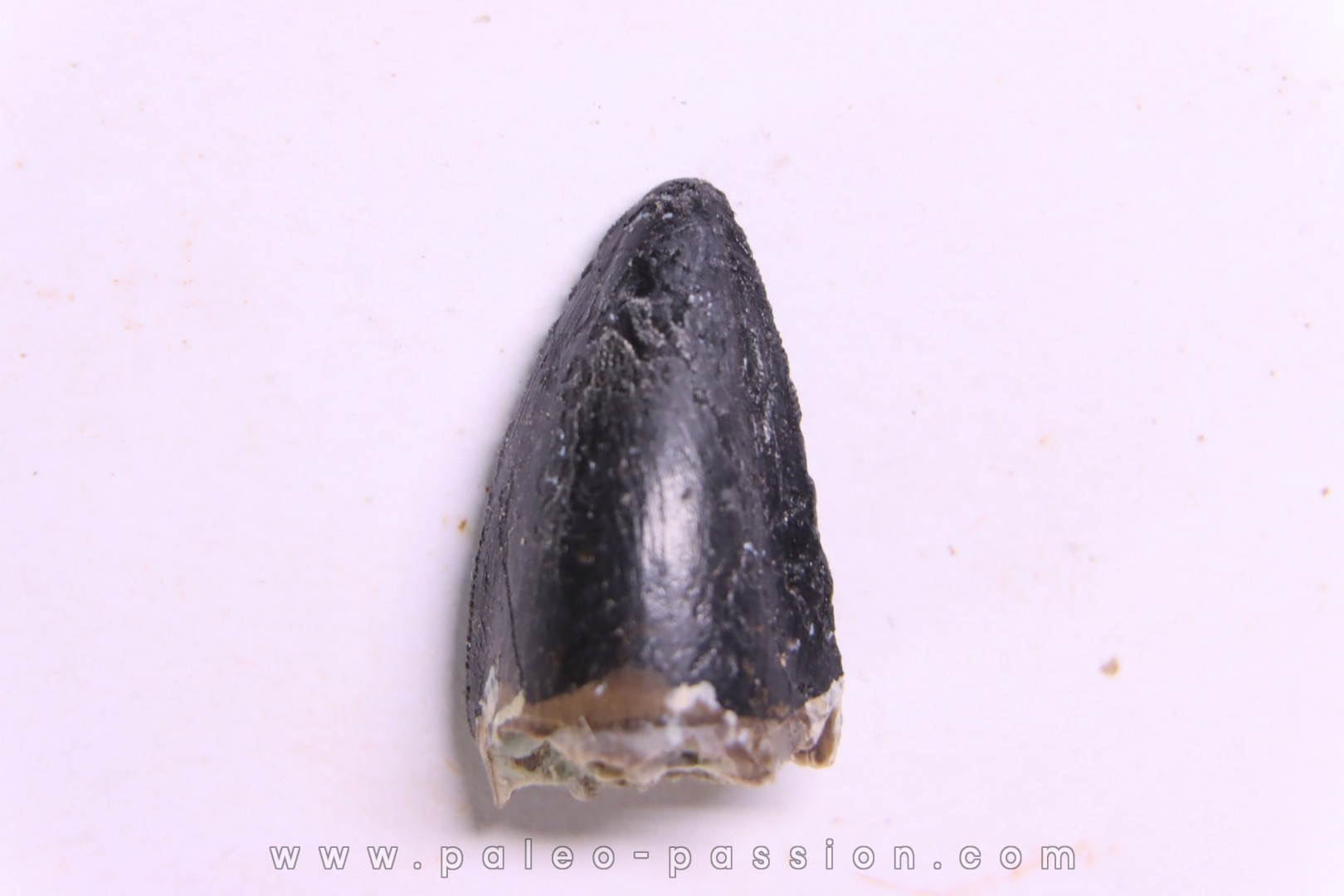 DENT DE PHYTOSAURE: Pseudopalatus sp - triassic - New Mexico - USA