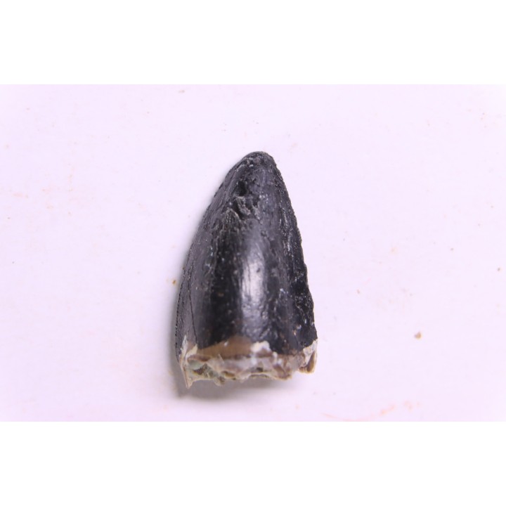 DENT DE PHYTOSAURE:  Pseudopalatus sp - triassic - New Mexico - USA