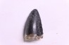 PHYTOSAURE teeth: Pseudopalatus sp - triassic - New Mexico - USA