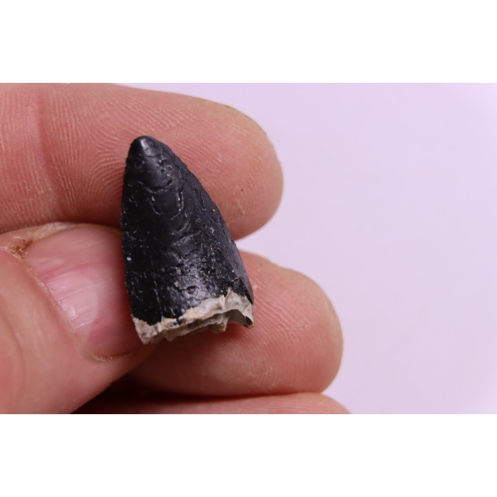 PHYTOSAURE teeth:  Pseudopalatus sp  - triassic - New Mexico - USA