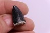 PHYTOSAURE teeth: Pseudopalatus sp - triassic - New Mexico - USA
