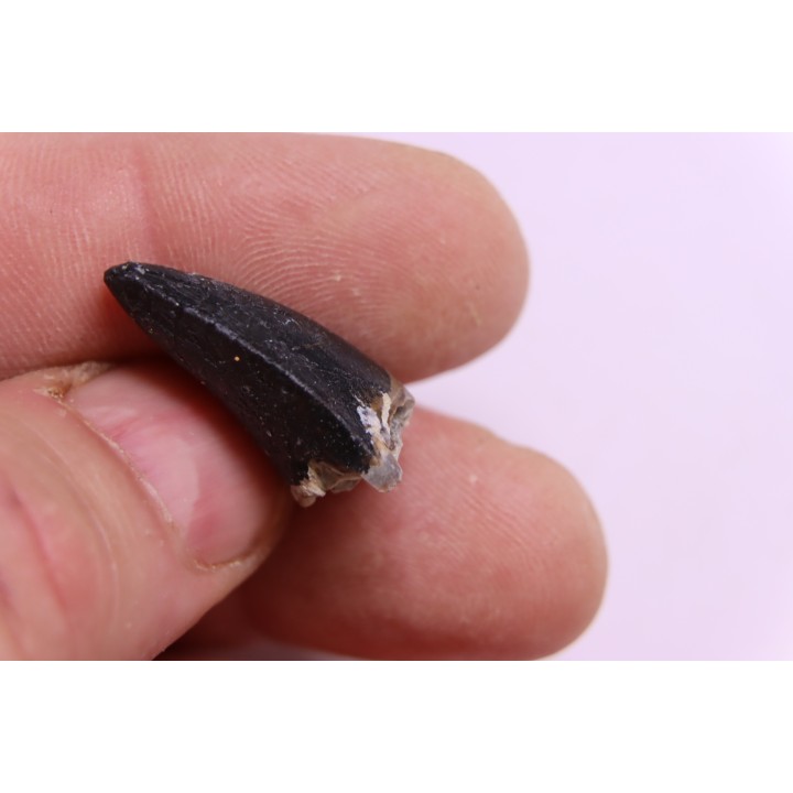 PHYTOSAURE teeth:  Pseudopalatus sp  - triassic - New Mexico - USA