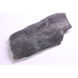 Côte de baleine avec traces de prédations  de megalodon