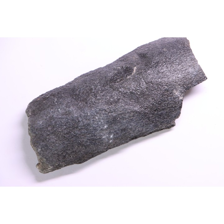 Côte de baleine avec traces de prédations  de megalodon