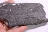 Côte de baleine avec traces de prédations  de megalodon