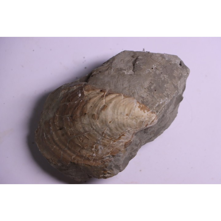 Inoceramus concentricus - middle Albian - Courcelles quarry  Villemoyenne, Aube, FRANCE
