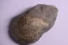 Inoceramus concentricus - middle Albian - Courcelles quarry  Villemoyenne, Aube, FRANCE