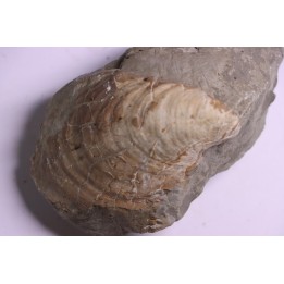 Inoceramus concentricus - middle Albian - Courcelles quarry  Villemoyenne, Aube, FRANCE