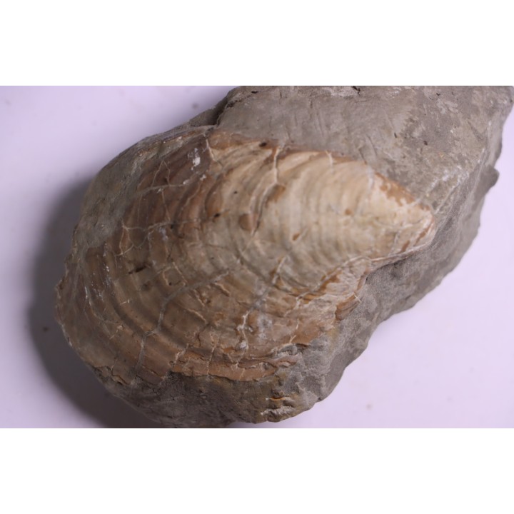 Inoceramus concentricus - middle Albian - Courcelles quarry  Villemoyenne, Aube, FRANCE