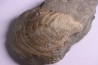 Inoceramus concentricus - middle Albian - Courcelles quarry  Villemoyenne, Aube, FRANCE
