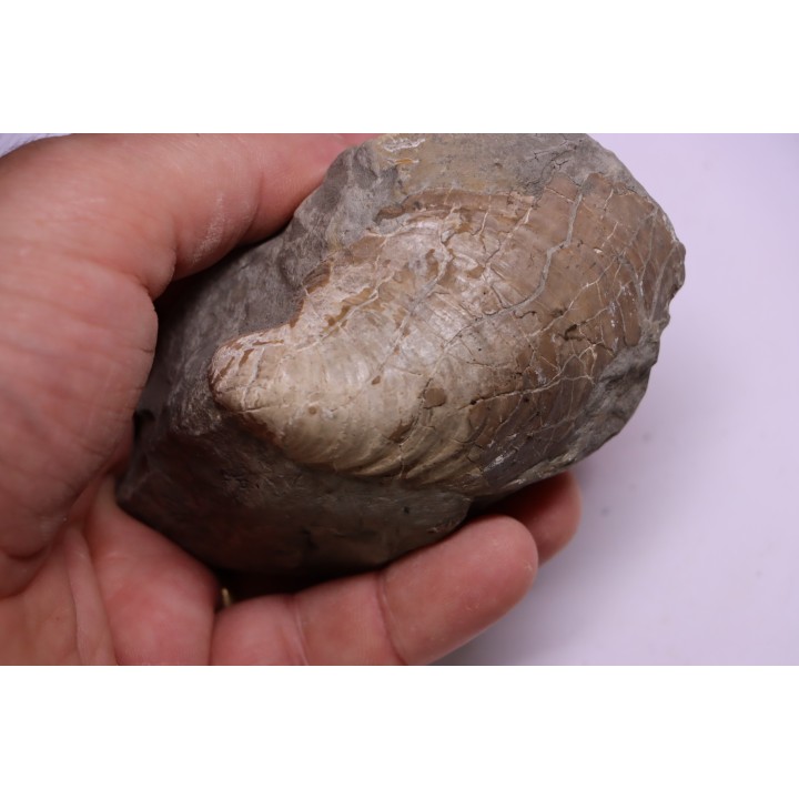 Inoceramus concentricus - middle Albian - Courcelles quarry  Villemoyenne, Aube, FRANCE