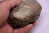 Inoceramus concentricus - middle Albian - Courcelles quarry  Villemoyenne, Aube, FRANCE