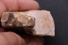 Arcestes tornatus - Triassic - Hallstatt Limestone - Bad Goisern, AUSTRIA