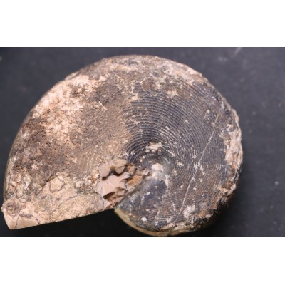 Arcestes tornatus - Triassic - Hallstatt Limestone - Bad Goisern, AUSTRIA
