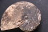 Arcestes tornatus - Triassic - Hallstatt Limestone - Bad Goisern, AUSTRIA