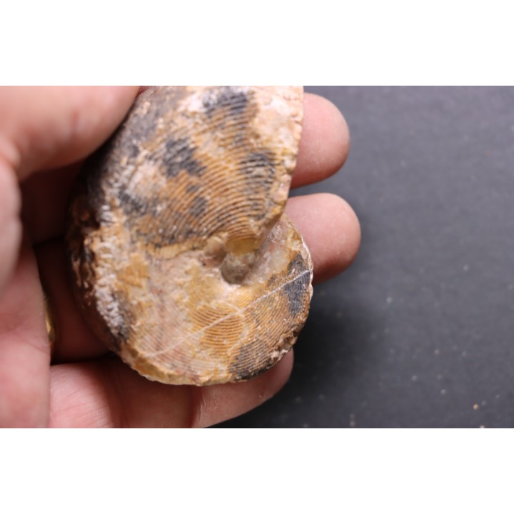 Arcestes tornatus - Triassic - Hallstatt Limestone - Bad Goisern, AUSTRIA