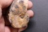 Arcestes tornatus - Triassic - Hallstatt Limestone - Bad Goisern, AUSTRIA