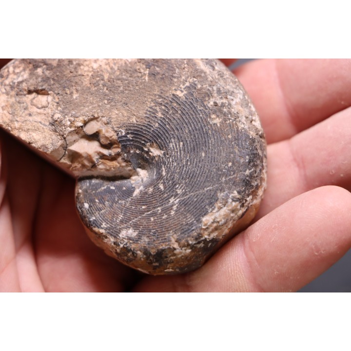 Arcestes tornatus - Triassic - Hallstatt Limestone - Bad Goisern, AUSTRIA