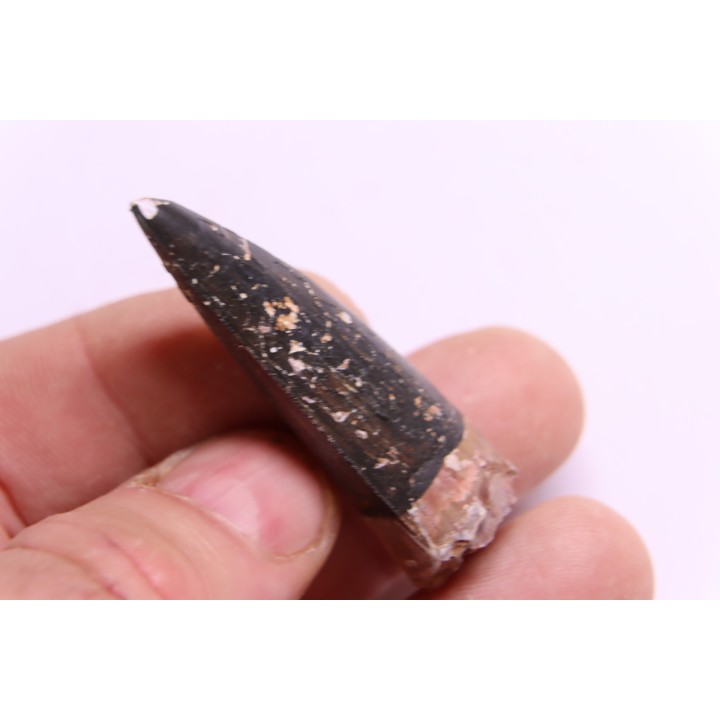 PHYTOSAURE teeth:  Pseudopalatus sp  - triassic - New Mexico - USA
