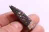 PHYTOSAURE teeth: Pseudopalatus sp - triassic - New Mexico - USA
