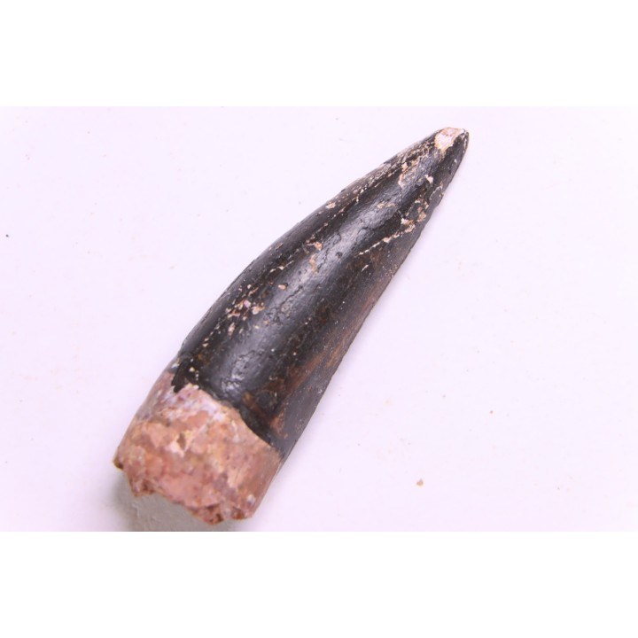 PHYTOSAURE teeth:  Pseudopalatus sp  - triassic - New Mexico - USA
