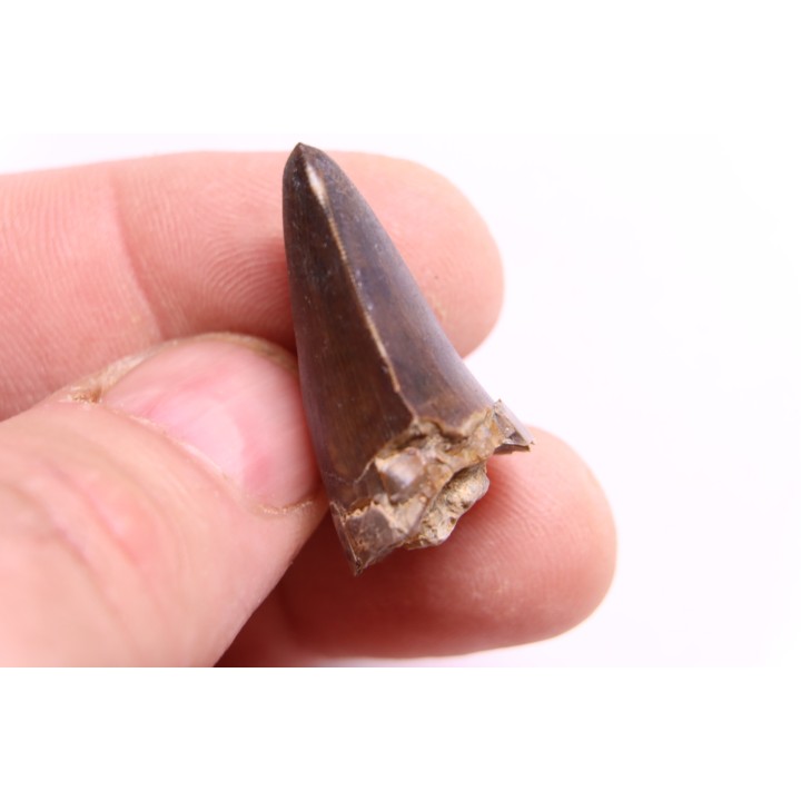 PHYTOSAURE teeth:  Pseudopalatus sp  - triassic - New Mexico - USA