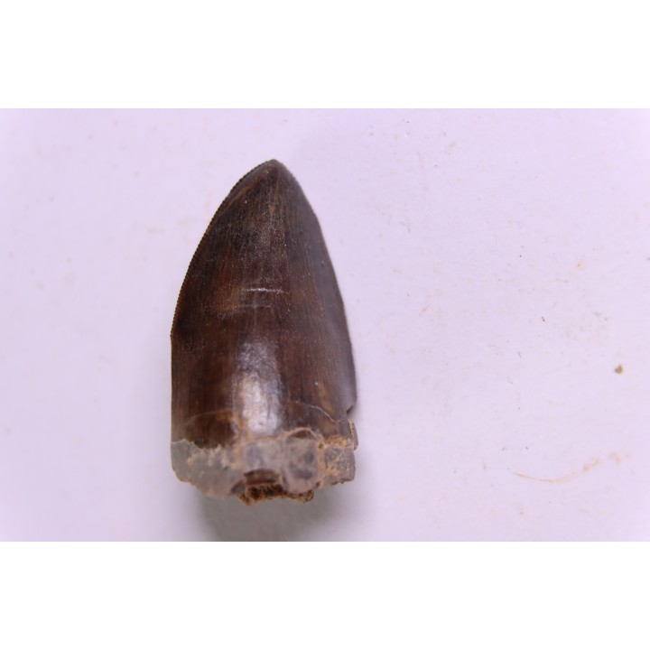 PHYTOSAURE teeth:  Pseudopalatus sp  - triassic - New Mexico - USA