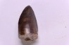 PHYTOSAURE teeth: Pseudopalatus sp - triassic - New Mexico - USA
