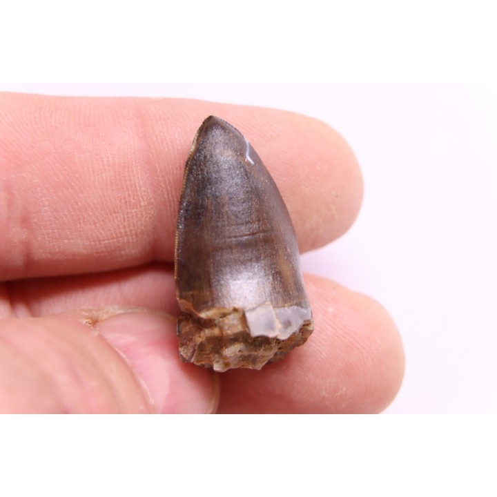 DENT DE PHYTOSAURE:  Pseudopalatus sp - triassic - New Mexico - USA