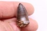 DENT DE PHYTOSAURE: Pseudopalatus sp - triassic - New Mexico - USA